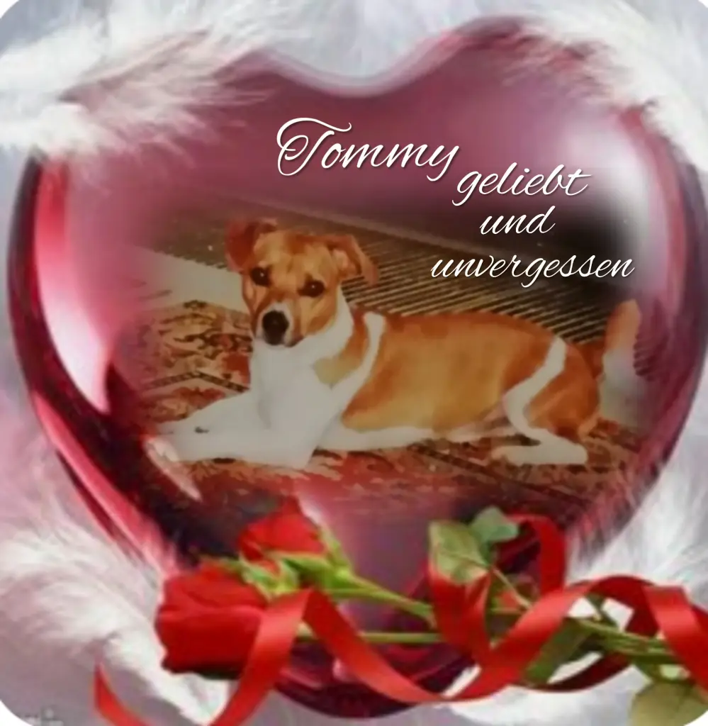 Condolence image of Tommy❤️ geliebt❤️ und unvergessen❤️