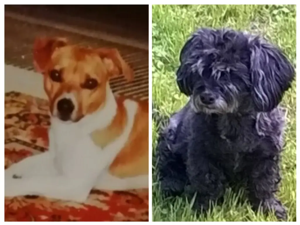 Condolence image of Happy Birthday Tommy❤ 