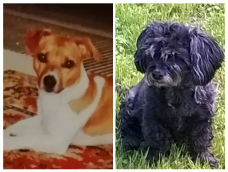 Condolence image of Fiby und Tommy ❤️❤️