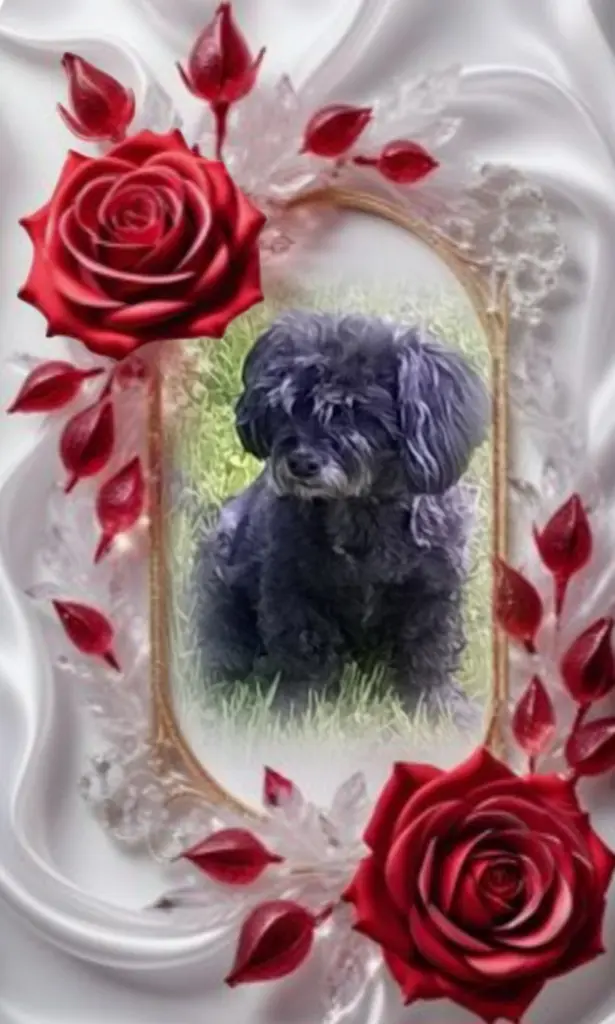 Condolence image of Fiby❤️ geliebt❤️ und unvergessen❤️