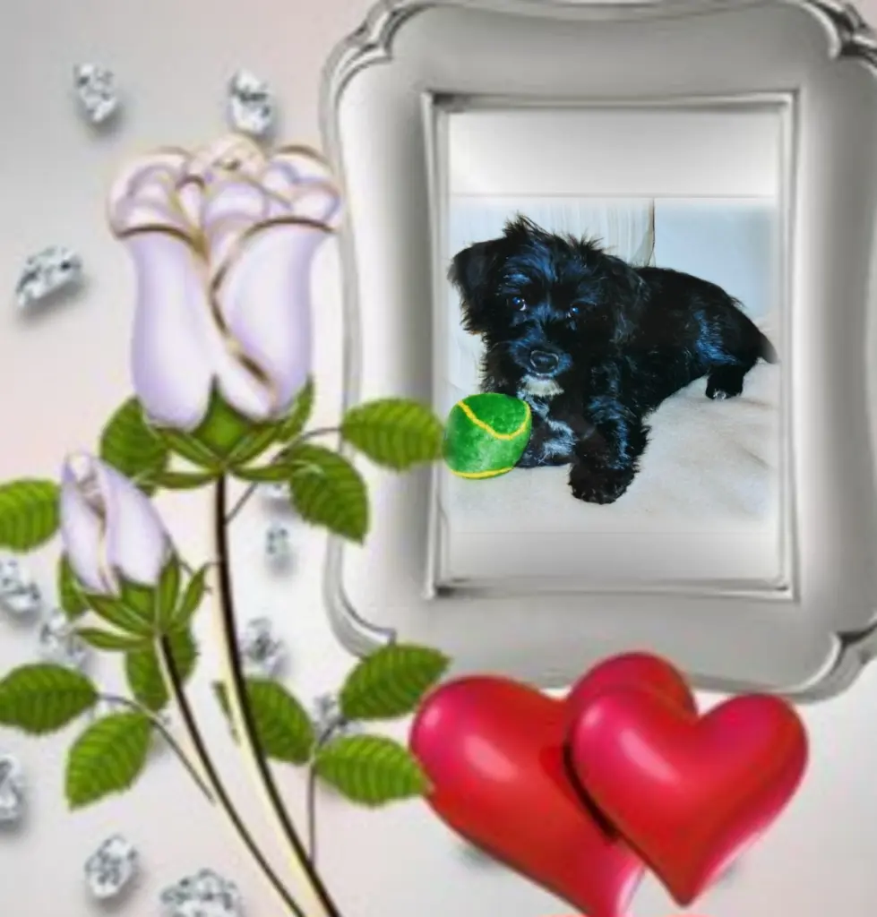 Condolence image of ❤️Ewige Liebe❤️