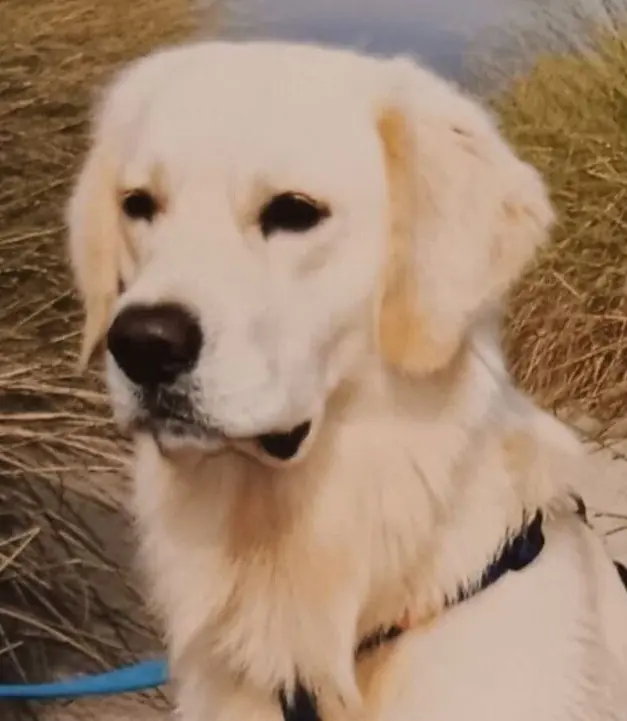 Condolence image of ASKO ❤️ 