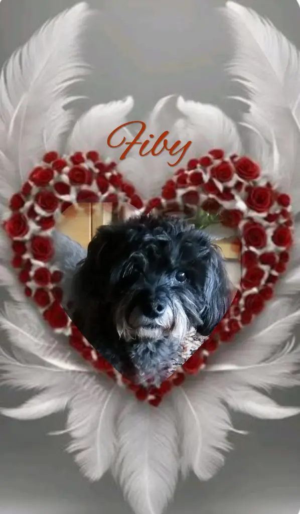 Condolence image of Fiby♥️ geliebt♥️ und unvergessen♥️