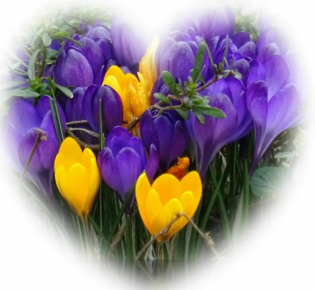 Condolence image of Gaby mit Snowy und drei Yorkis im Herzen ♥️