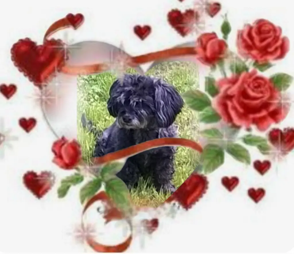 Condolence image of ❤️to❤️