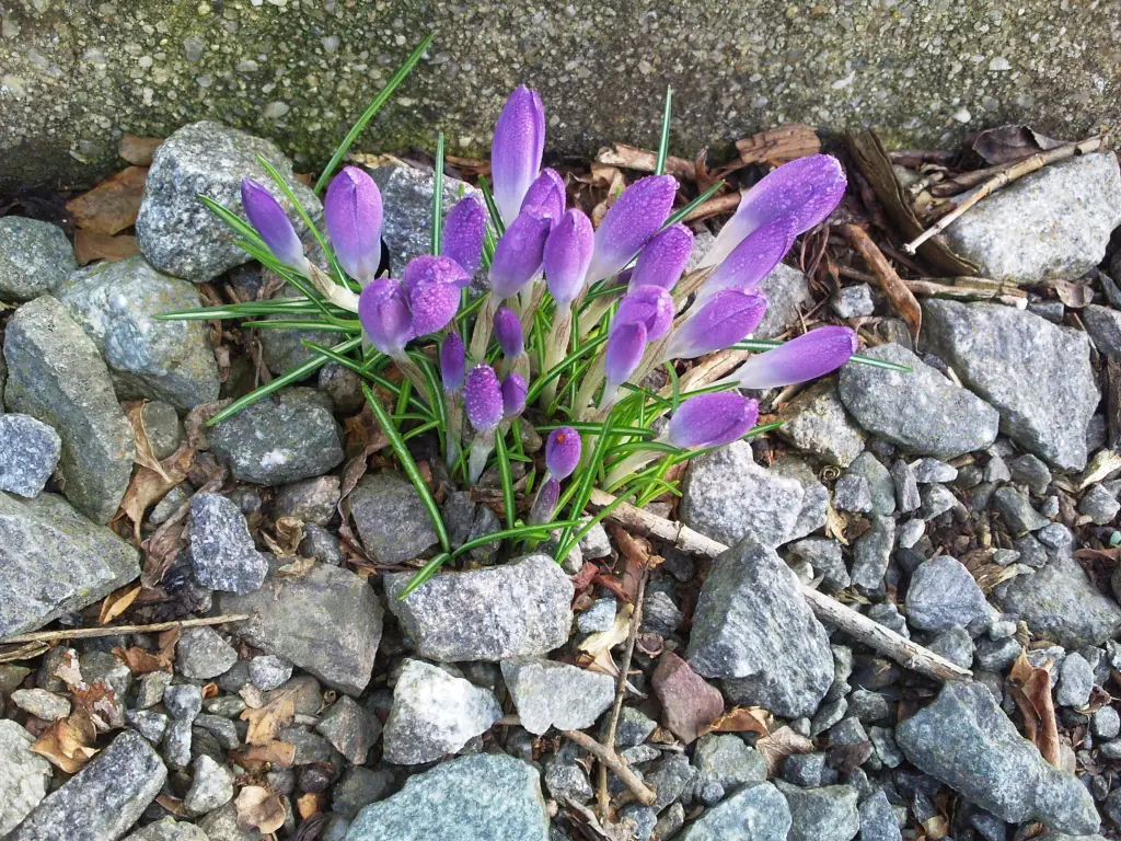 Condolence image of Manuela mit Seelenhund Flick
