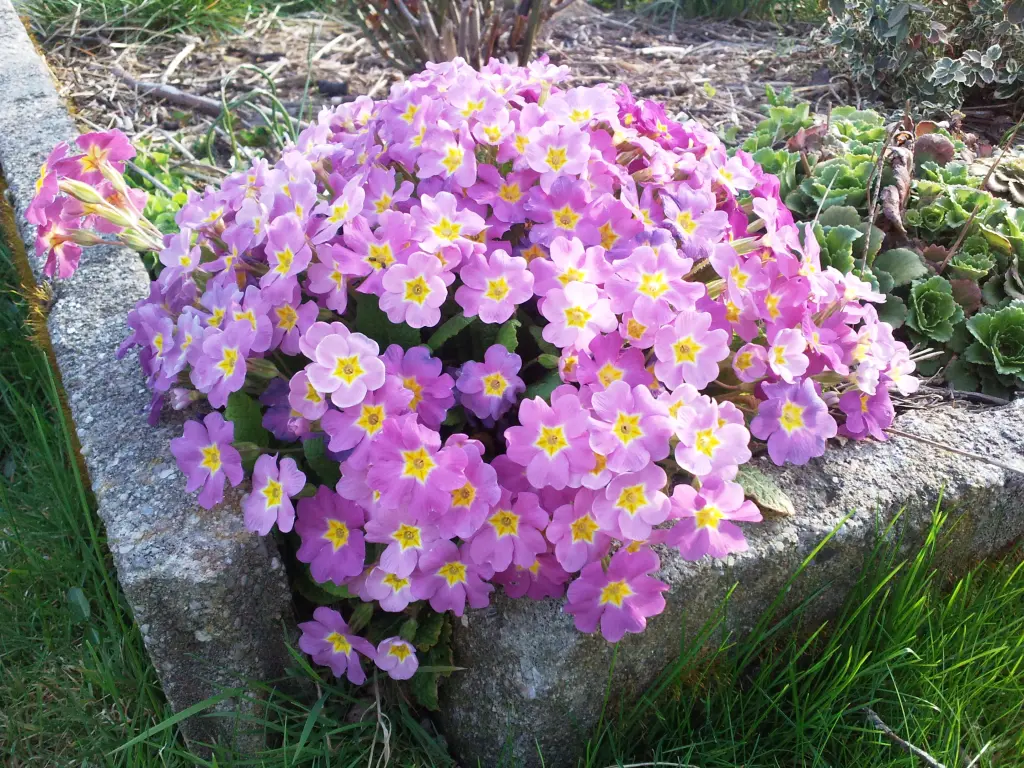 Condolence image of Manuela mit Seelenhund Flick