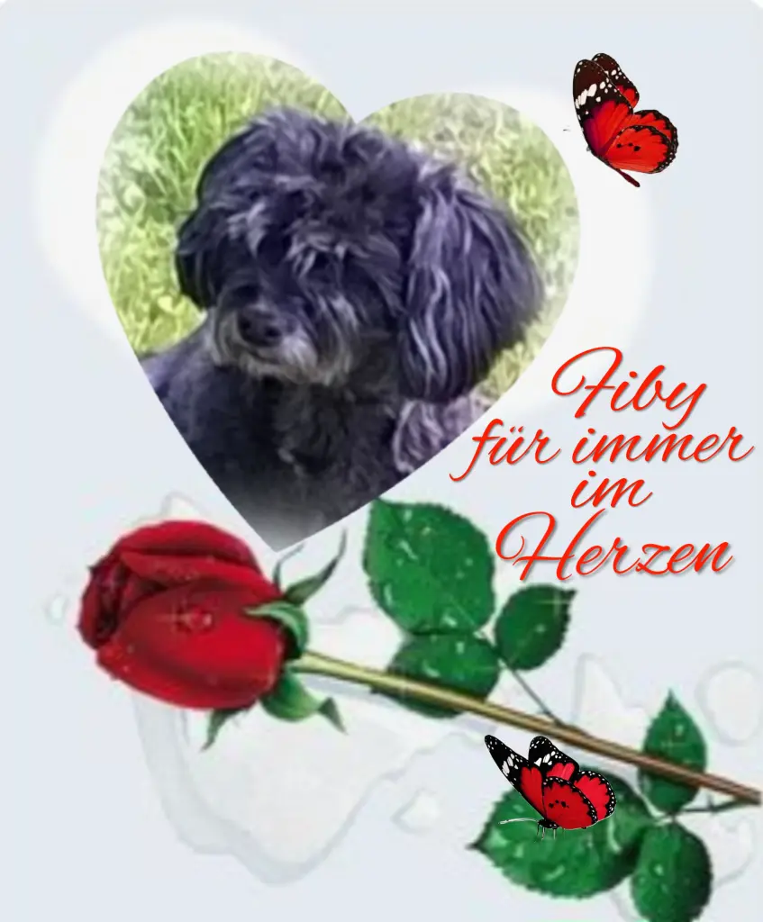 Condolence image of Fiby♥️ geliebt♥️ und unvergessen♥️