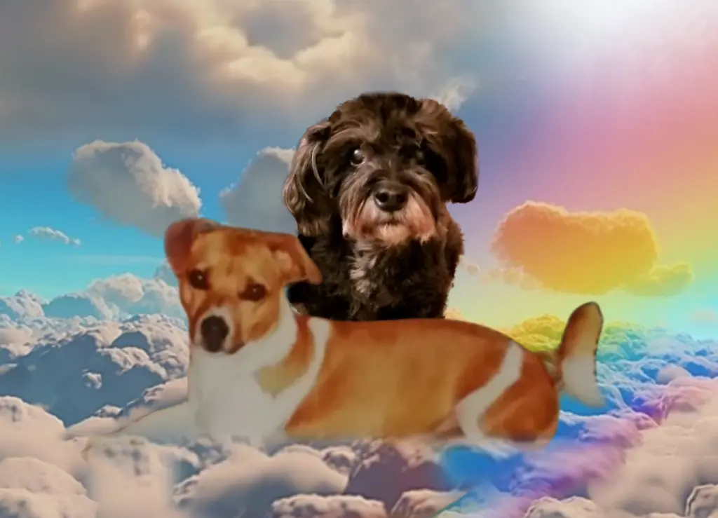 Condolence image of ❤️Grüße aus dem Himmel❤️