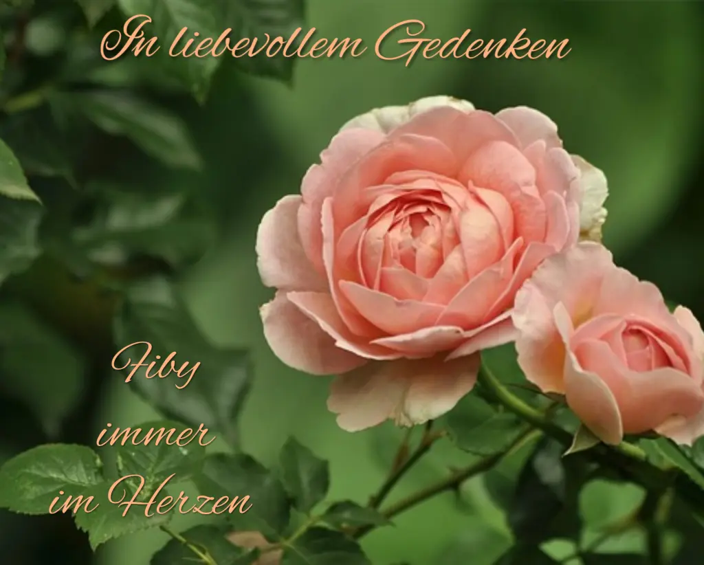 Condolence image of Immer im Herzen ❤️