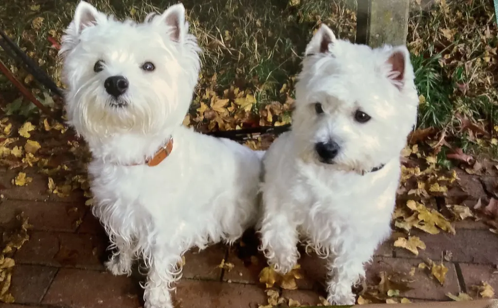 Condolence image of Unbekannt