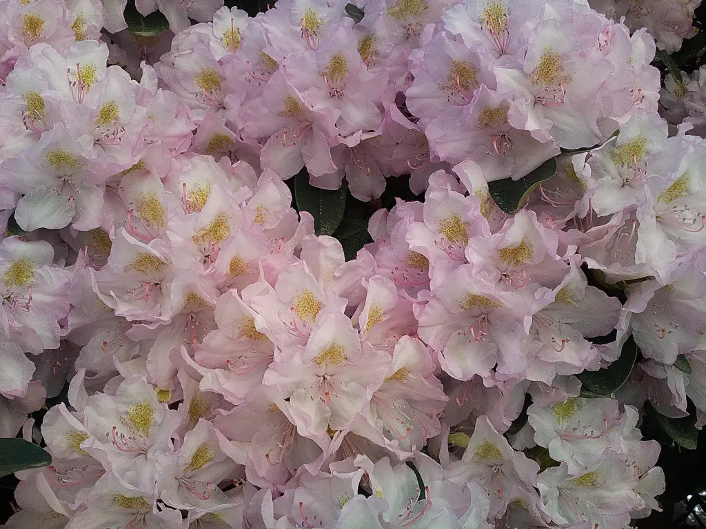 Condolence image of Liebe Freitagsgrüße