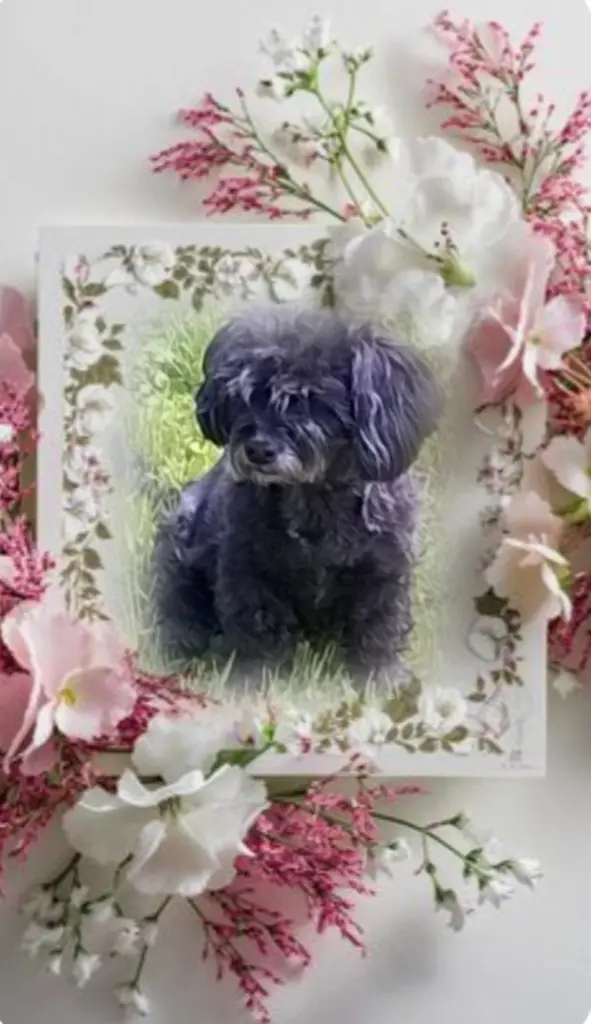 Condolence image of Fiby♥️ geliebt♥️ und unvergessen♥️