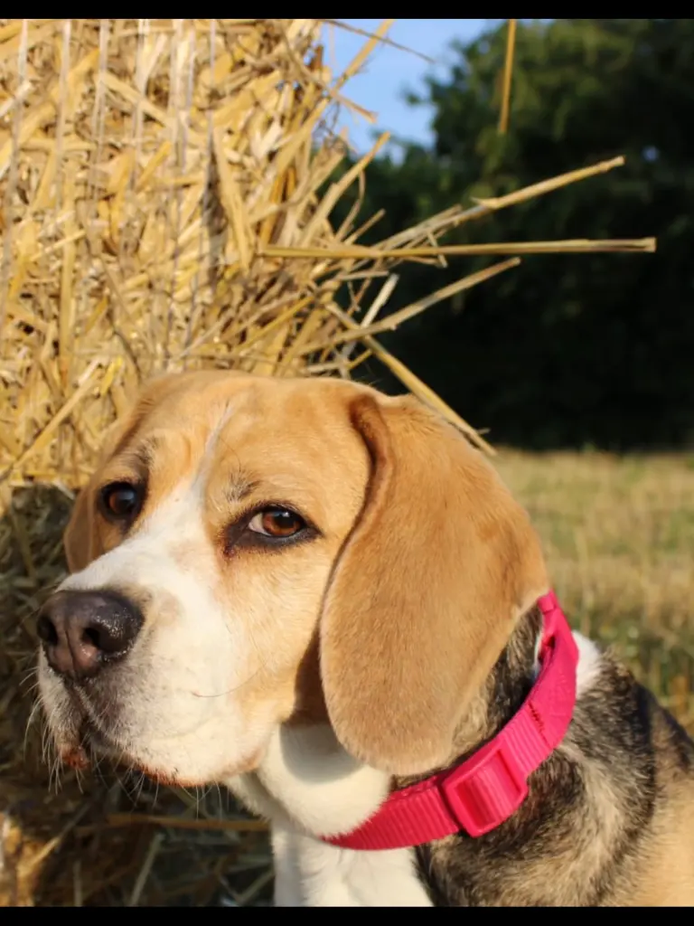 Condolence image of Wenke mit Lilli im Herzen ♥️ 