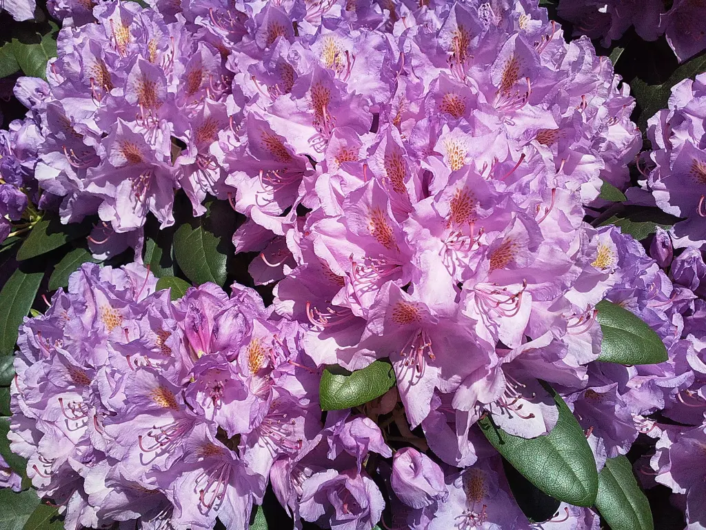 Condolence image of Manuela mit Seelenhund Flick