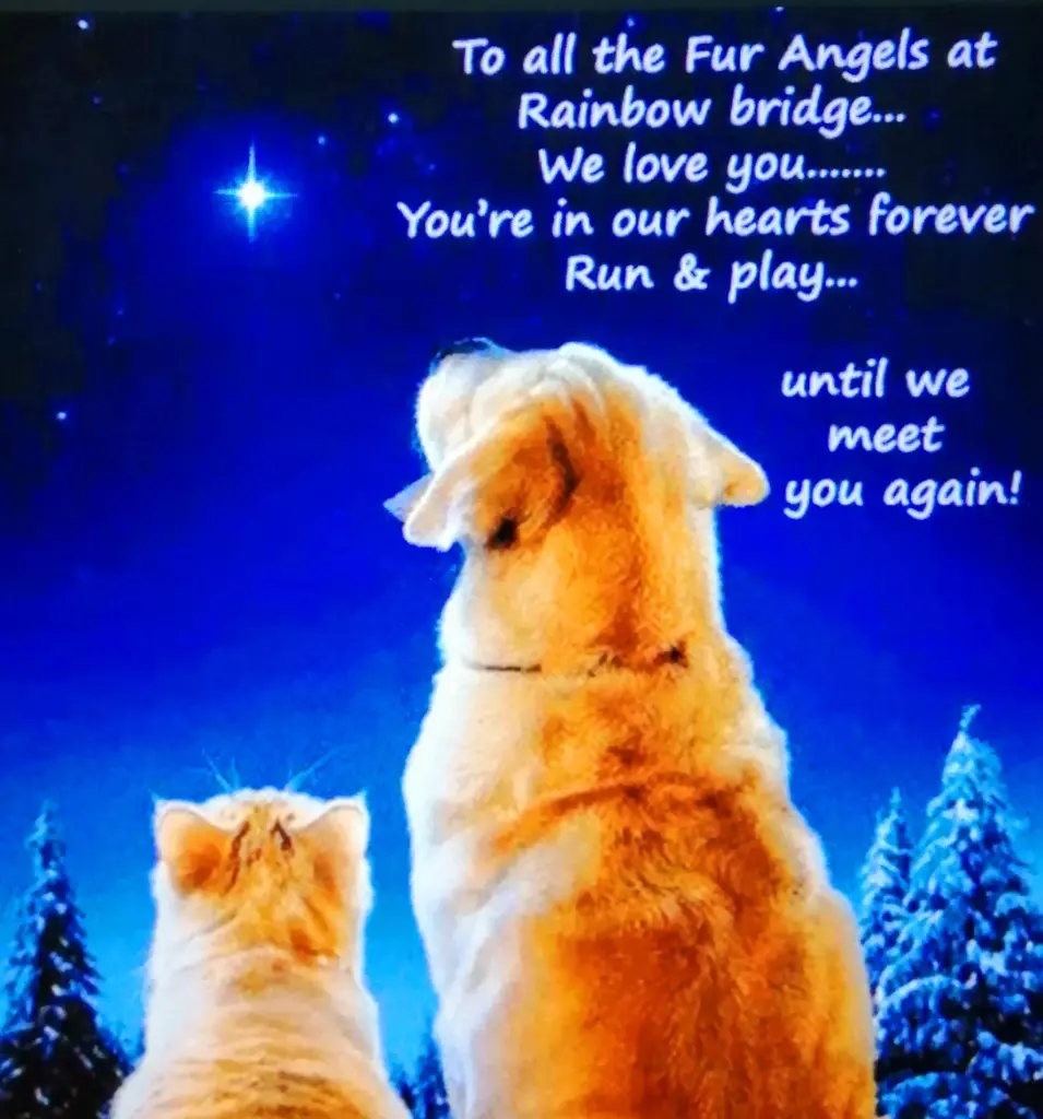 Condolence image of M + P ❤️❤️