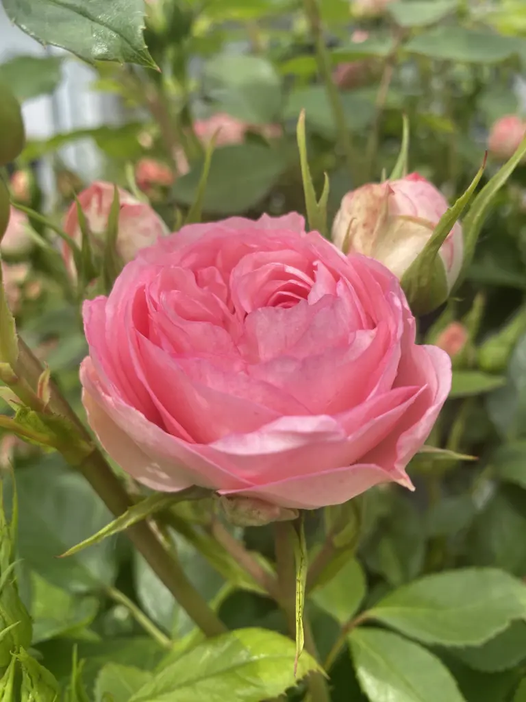 Condolence image of Wenke mit Lilli im ❤️