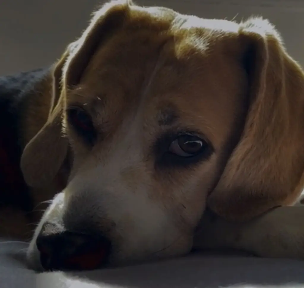 Condolence image of Wenke mit Lilli im Herzen ♥️