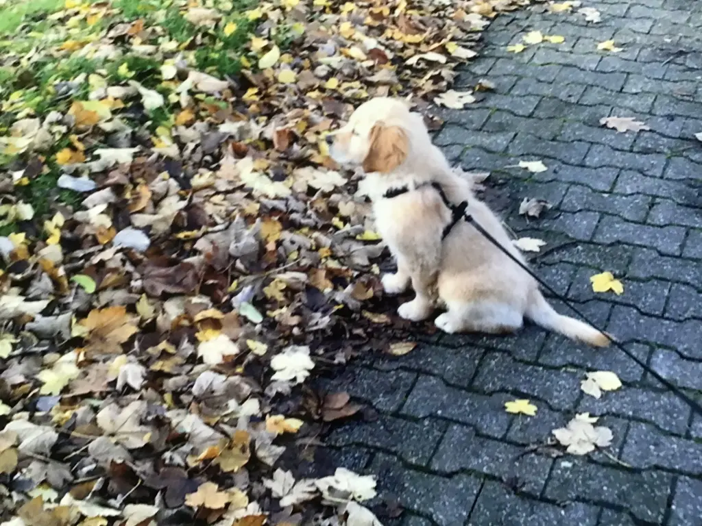 Condolence image of Angelika mit Luna ❤️