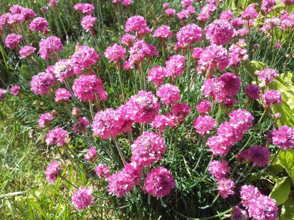Condolence image of Manuela mit Seelenhund Flick
