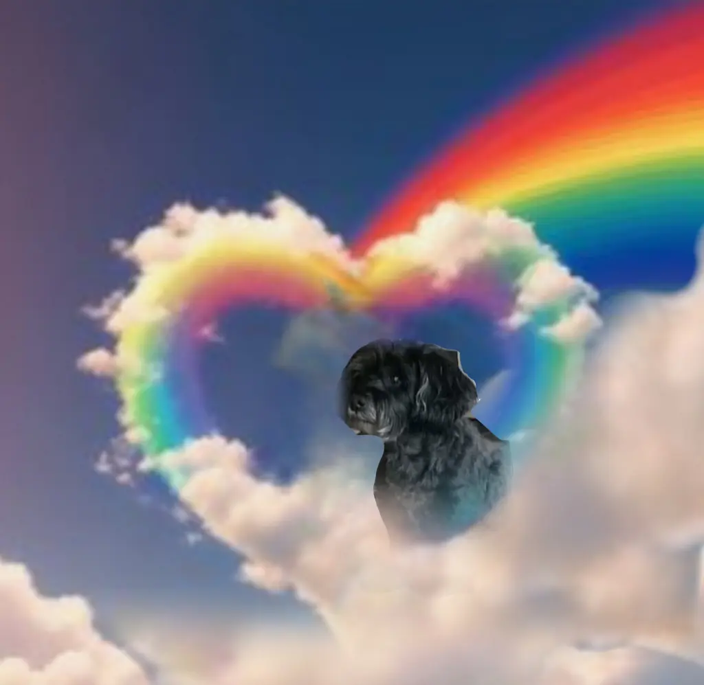 Condolence image of Fiby❤️