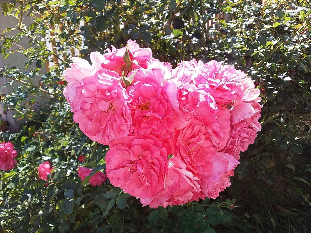 Condolence image of Manuela mit Seelenhund Flick