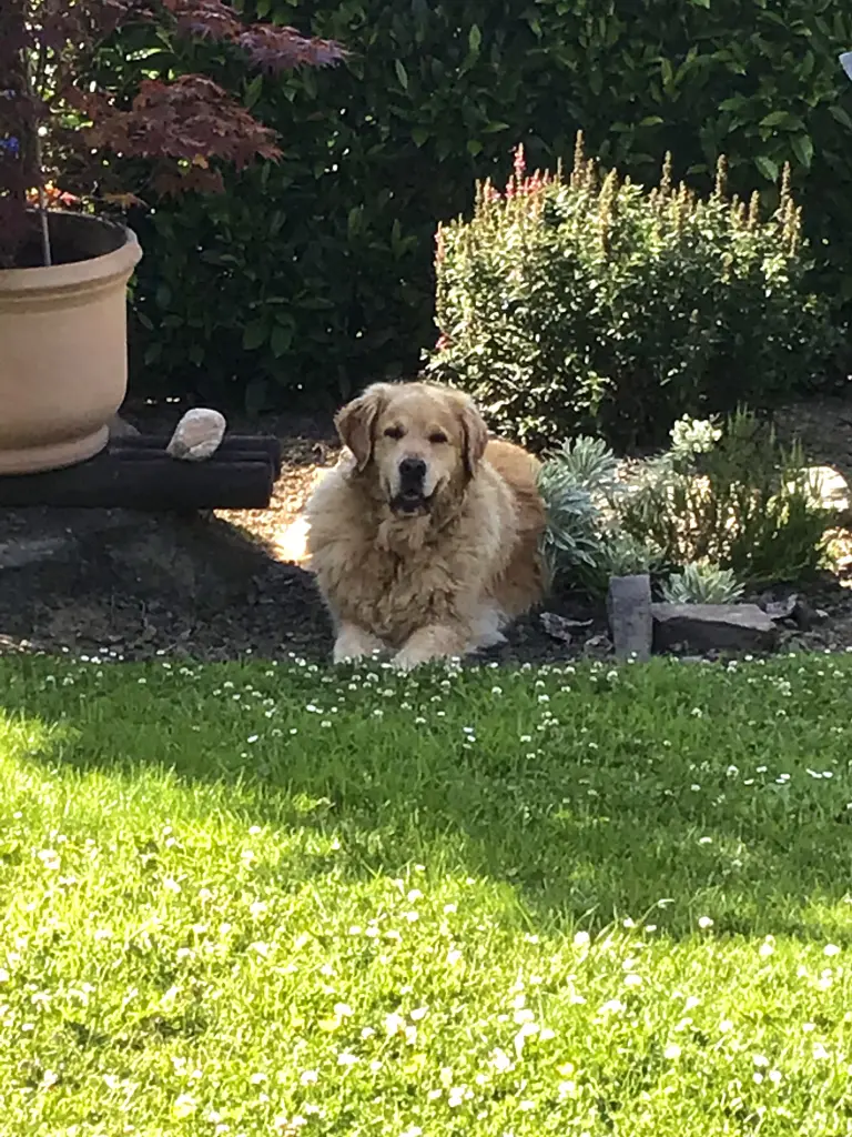 Condolence image of Angelika mit Luna ❤️