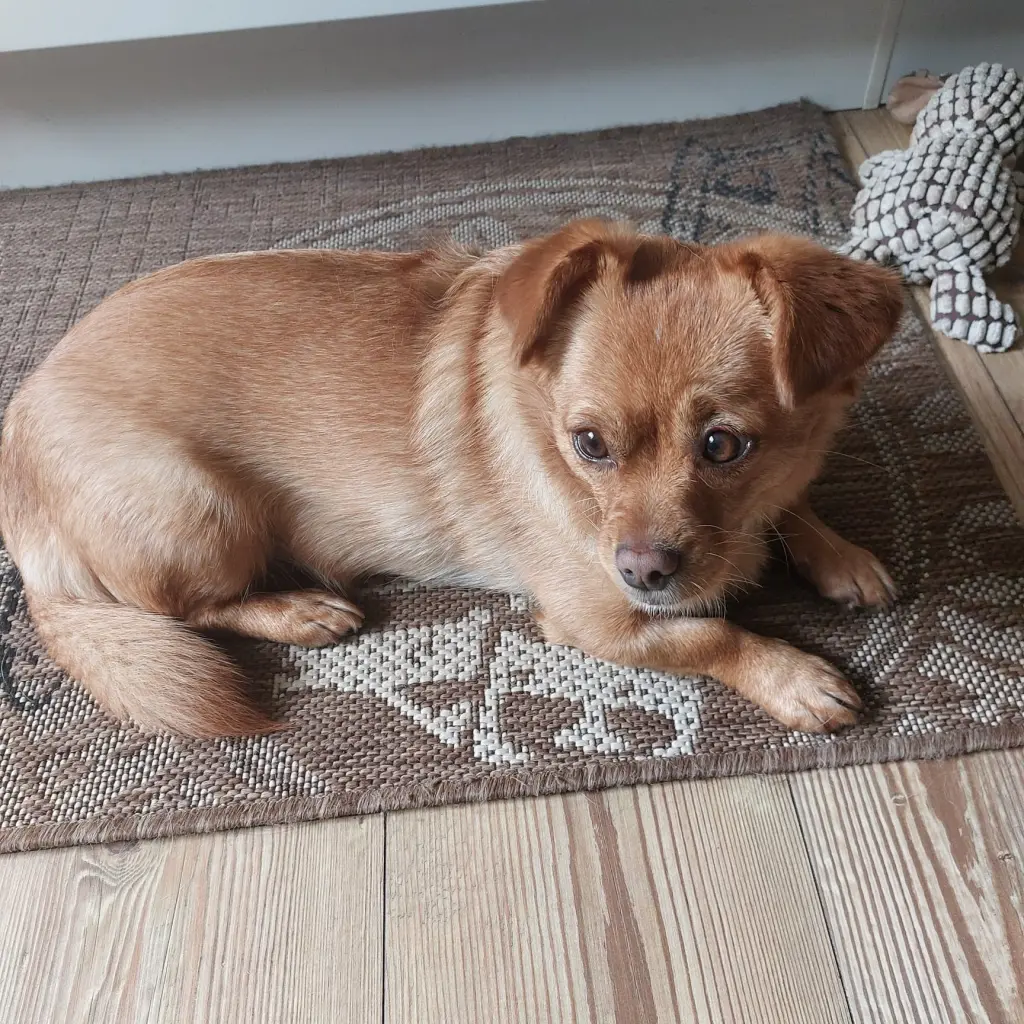 Condolence image of Angelika mit Luna ❤️