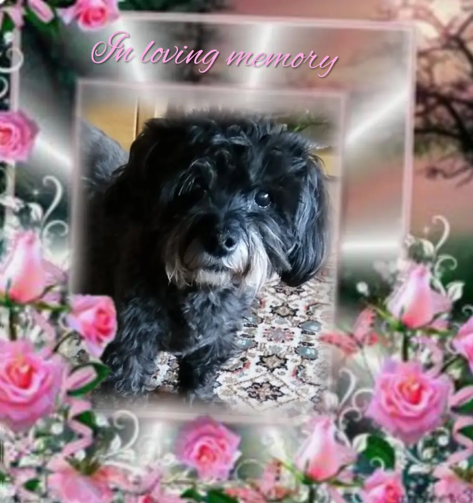 Condolence image of Fiby♥️ geliebt♥️ und unvergessen♥️