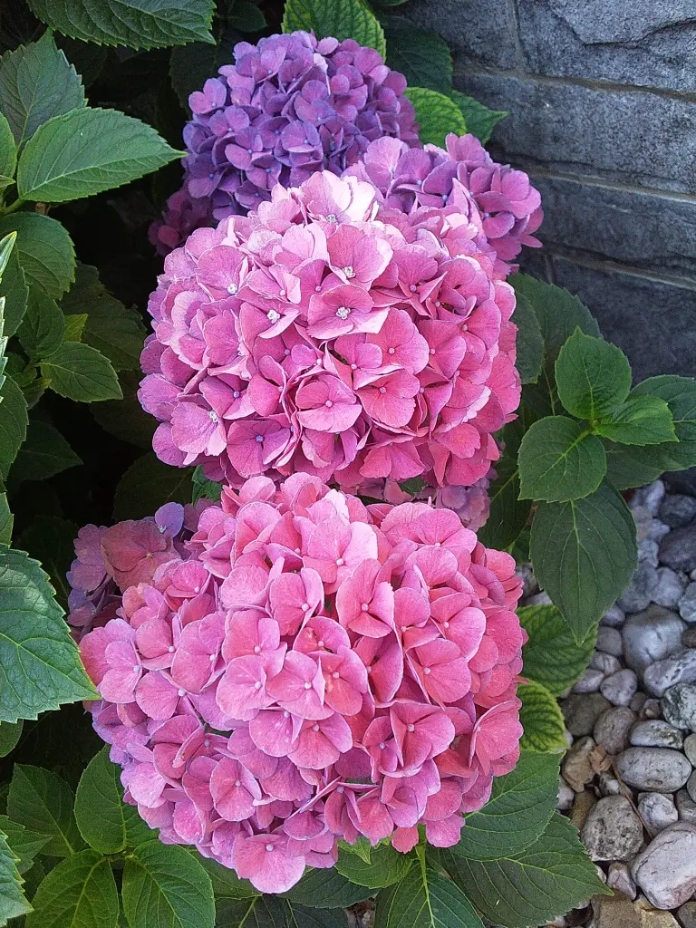 Condolence image of Manuela mit Seelenhund Flick