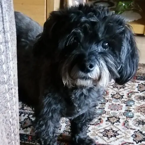 Condolence image of Claudia mit ASKO❤️