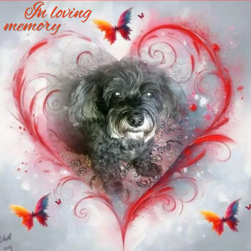 Condolence image of Fiby♥️ geliebt♥️ und unvergessen♥️