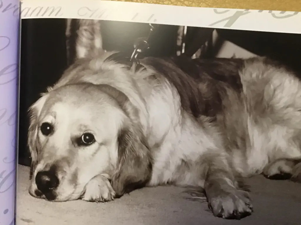 Condolence image of ❤️ Luna ❤️