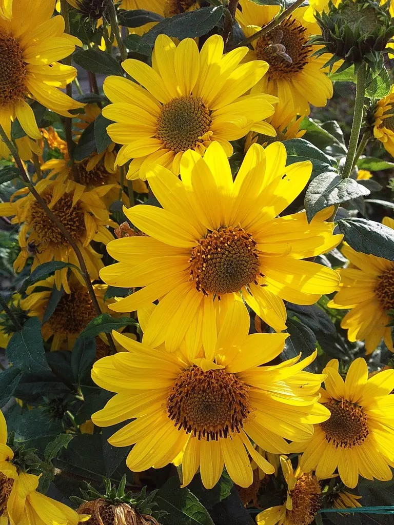 Condolence image of Einen lieben Montagsgruß