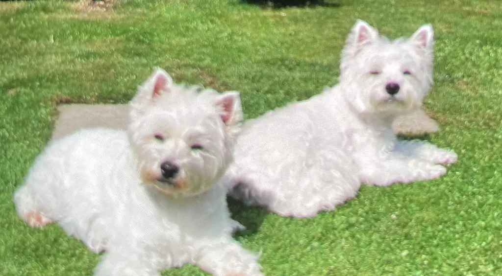 Condolence image of Unbekannt