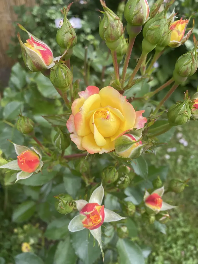 Condolence image of Wenke mit Lilli im❤️