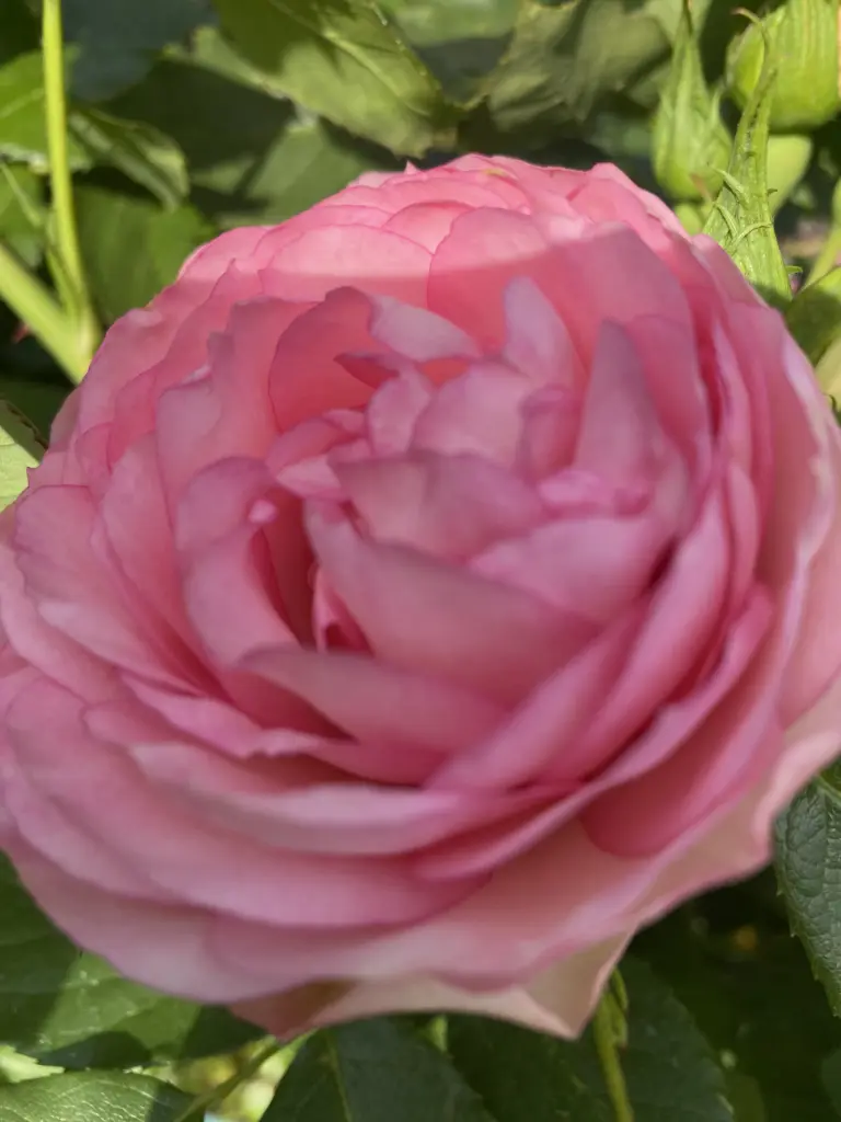 Condolence image of Wenke mit Lilli im❤️