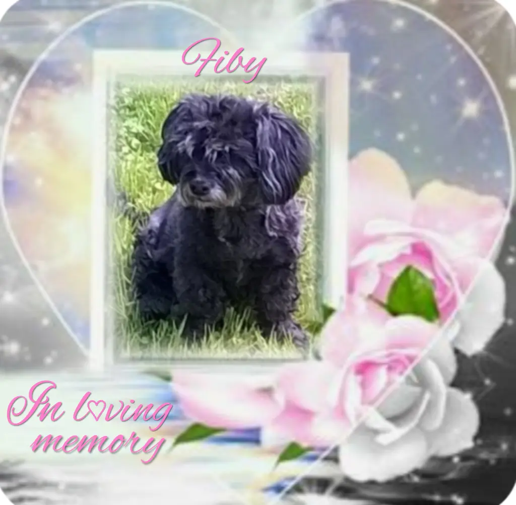 Condolence image of Fiby♥️ geliebt♥️ und unvergessen♥️