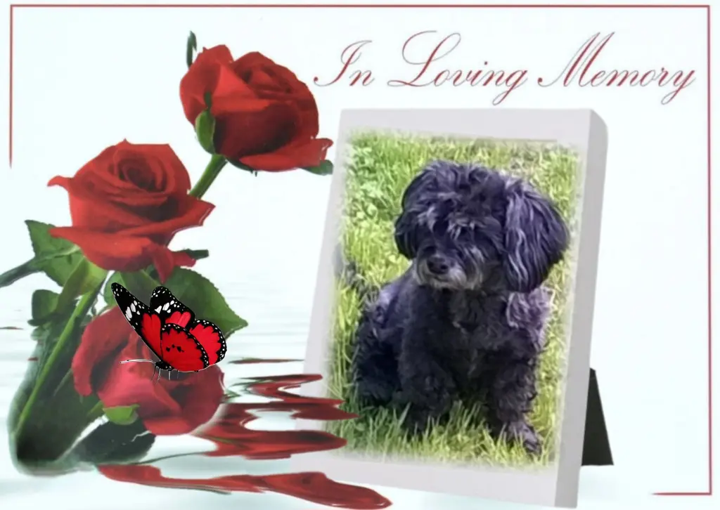 Condolence image of Fiby♥️ geliebt♥️ und unvergessen♥️