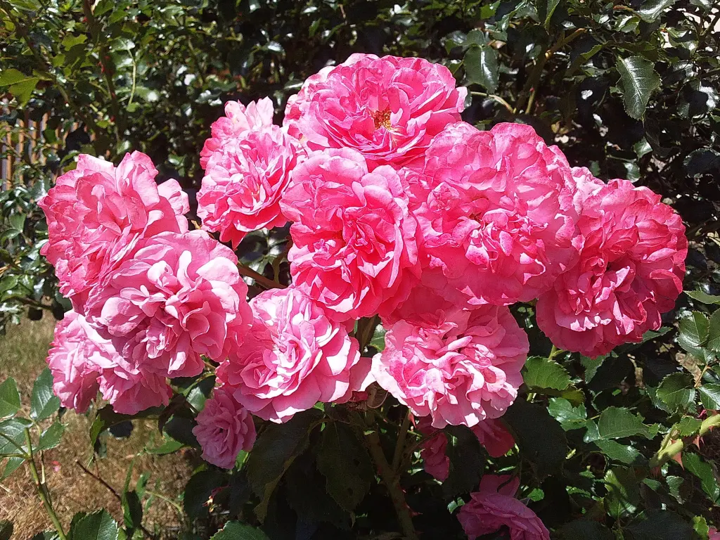 Condolence image of Manuela mit Seelenhund Flick