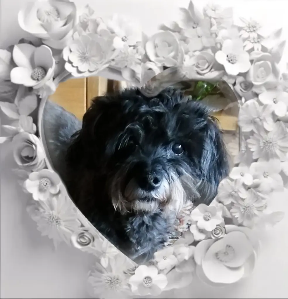 Condolence image of Fiby♥️ geliebt♥️ und unvergessen♥️ 