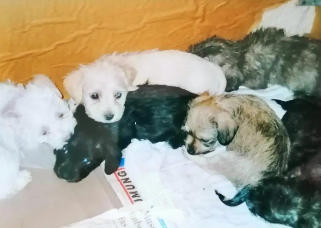 Condolence image of ❤️ Happy Birthday Fiby ❤️