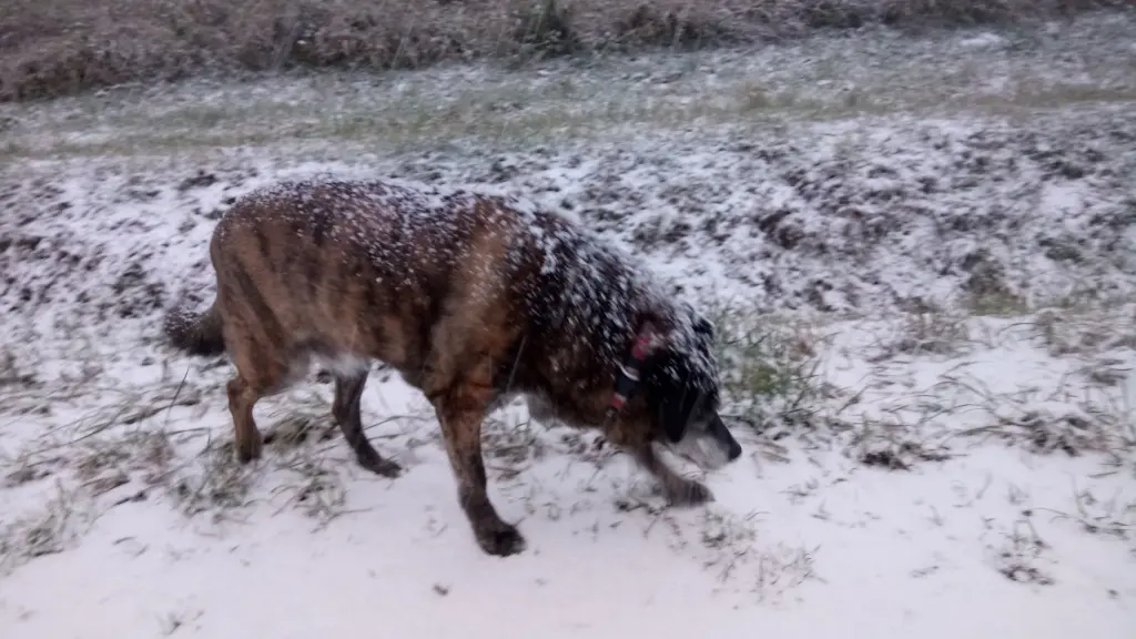 Condolence image of Gabi mit Max gest.20.11.2020❣️