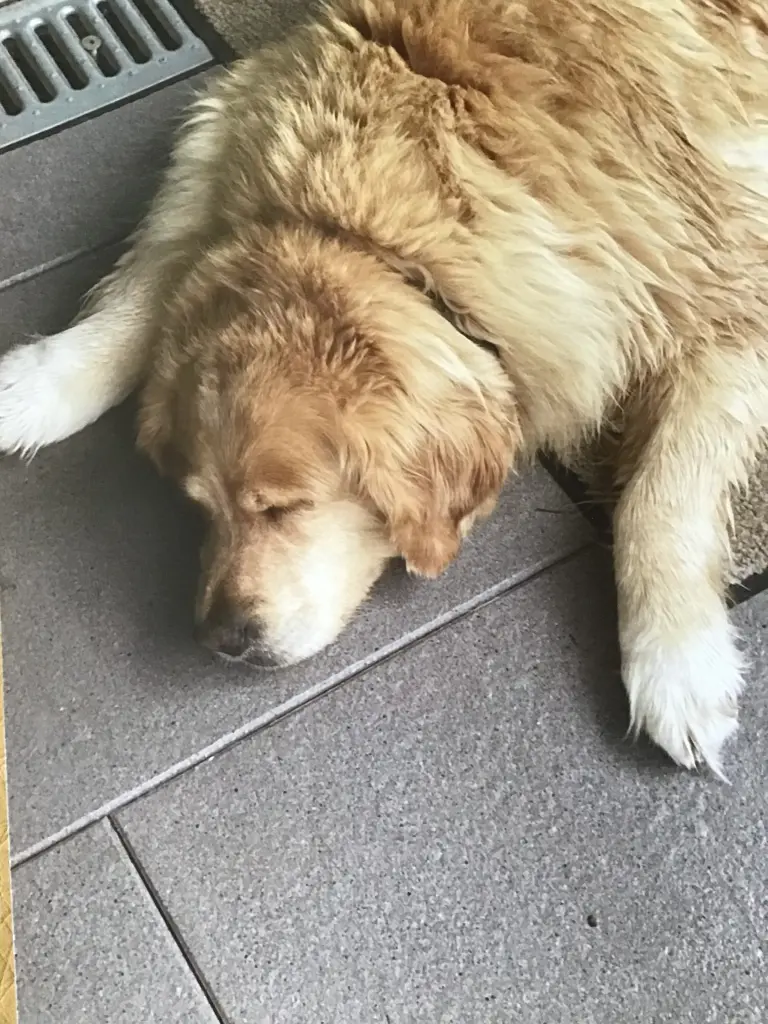 Condolence image of Angelika mit Luna ❤️⭐️