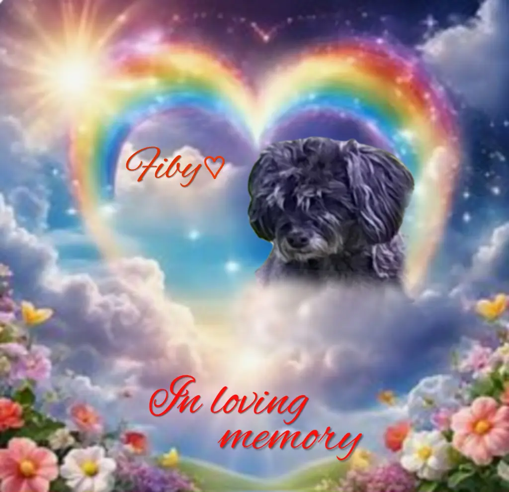 Condolence image of Fiby♥️ geliebt♥️ und unvergessen♥️ 