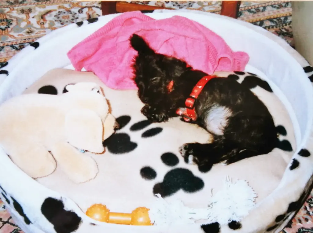 Condolence image of ❤️ Erinnerungen ❤️