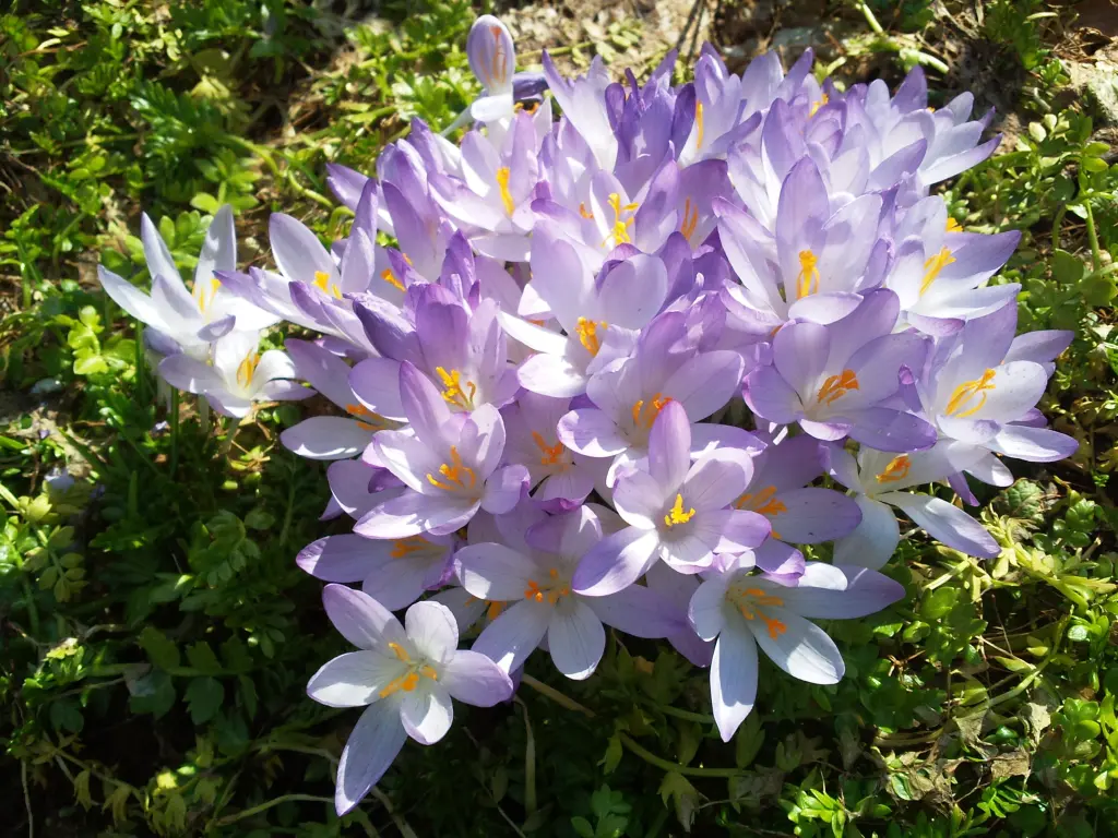 Condolence image of Manuela mit Seelenhund Flick