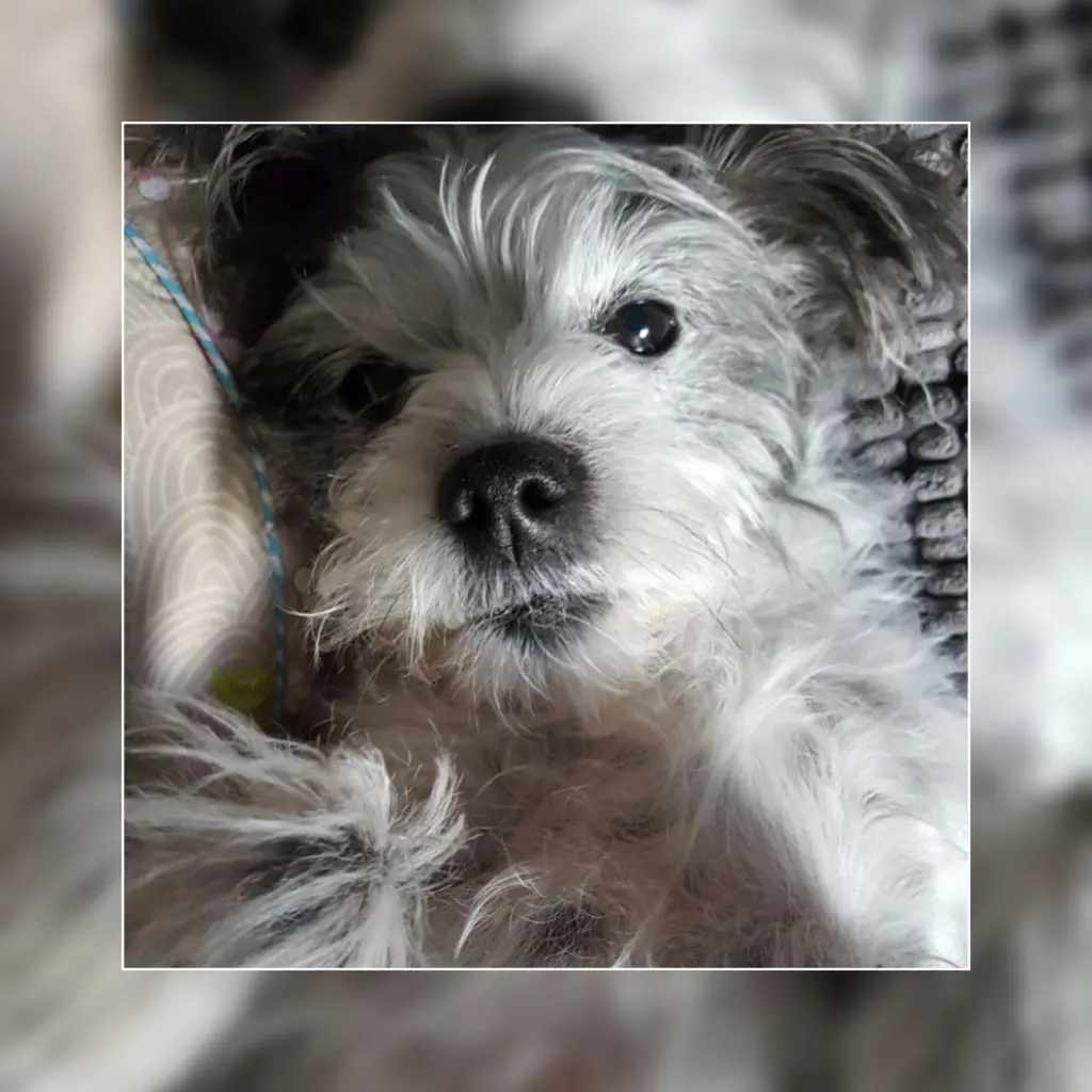 Condolence image of Regina mit Shila im Herzen ❤️ 