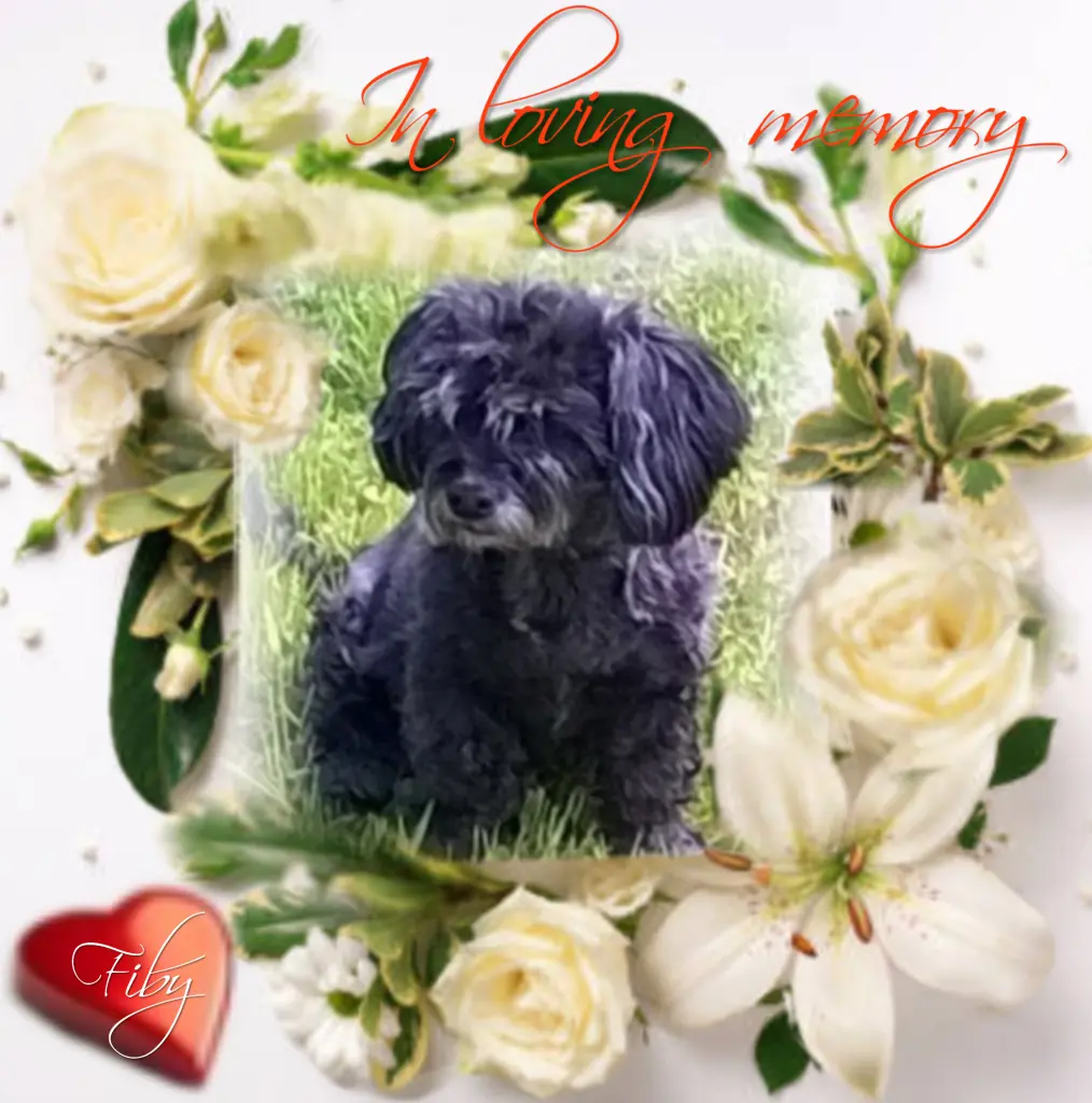 Condolence image of Fiby♥️ geliebt♥️ und unvergessen♥️ 