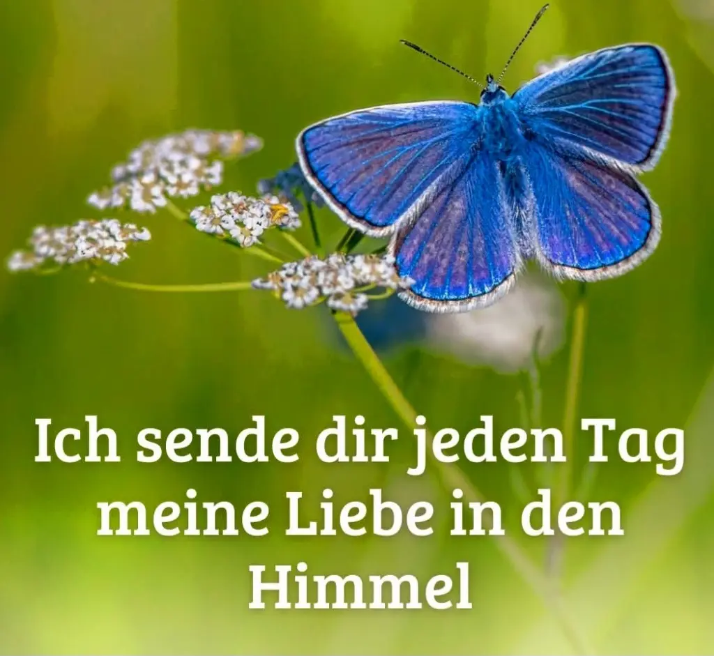 Condolence image of ❤️ in ewiger Liebe ❤️